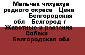 Мальчик чихуахуа редкого окраса › Цена ­ 35 000 - Белгородская обл., Белгород г. Животные и растения » Собаки   . Белгородская обл.